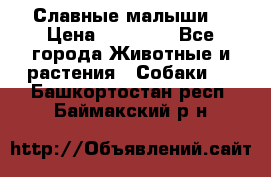 Славные малыши! › Цена ­ 10 000 - Все города Животные и растения » Собаки   . Башкортостан респ.,Баймакский р-н